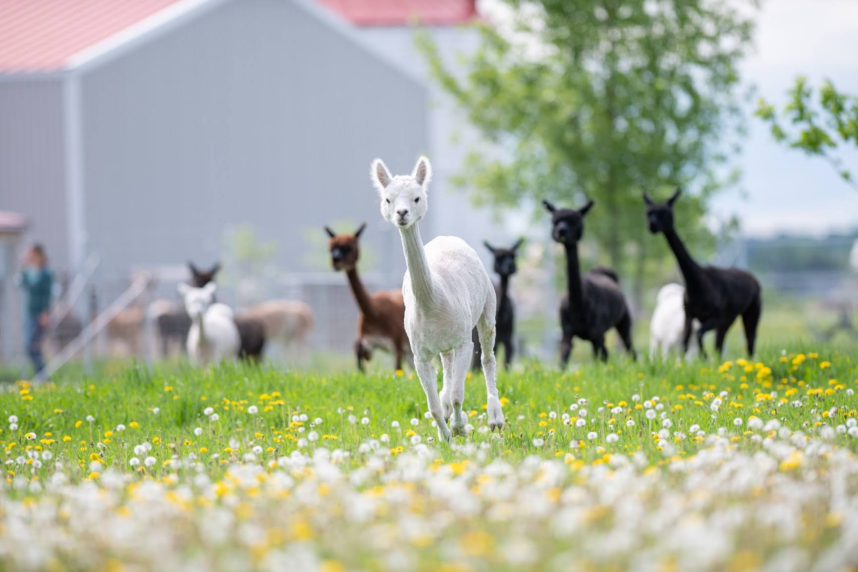 Doris courrant dans le champs