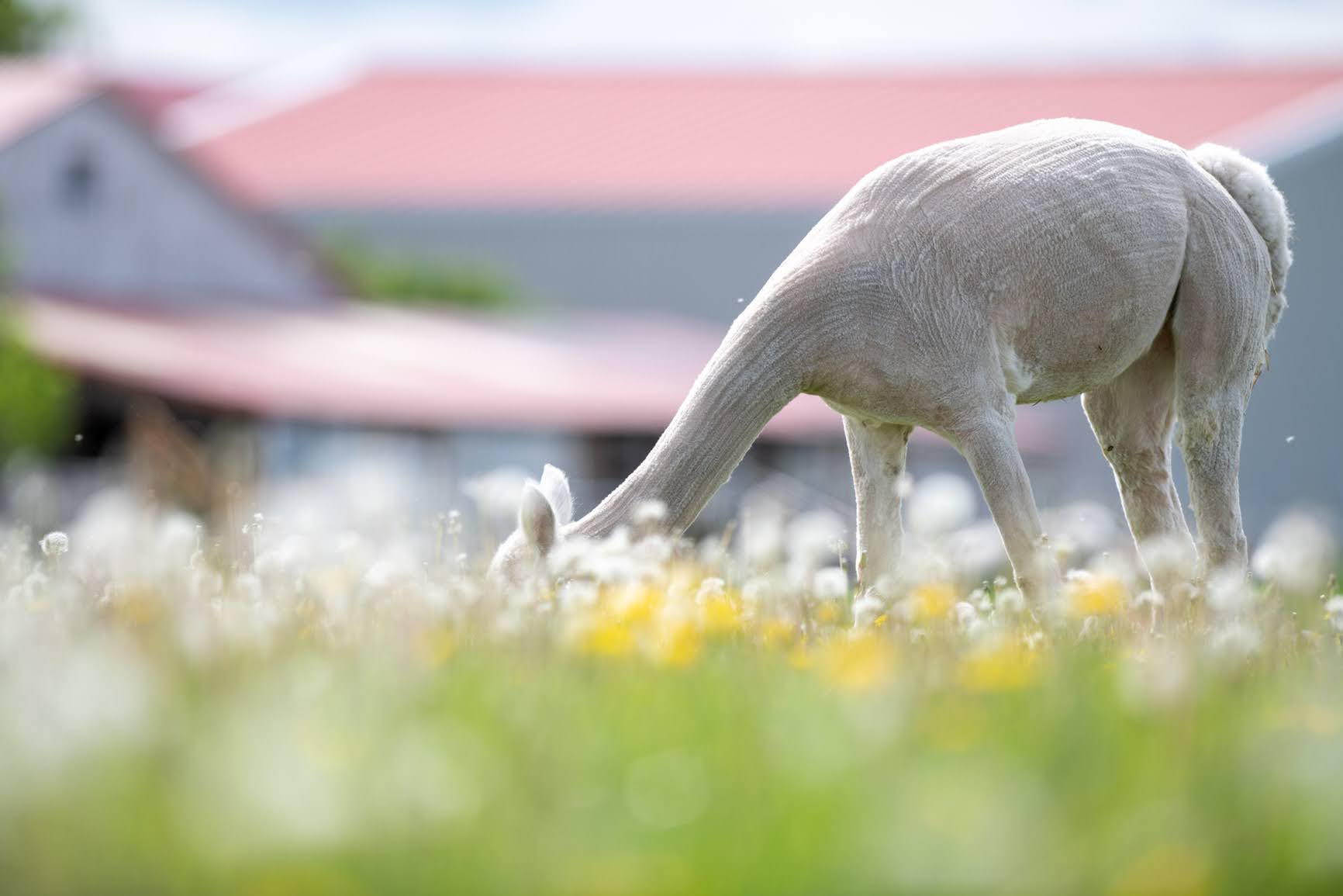 Doris mangeant de l'herbe fraîche