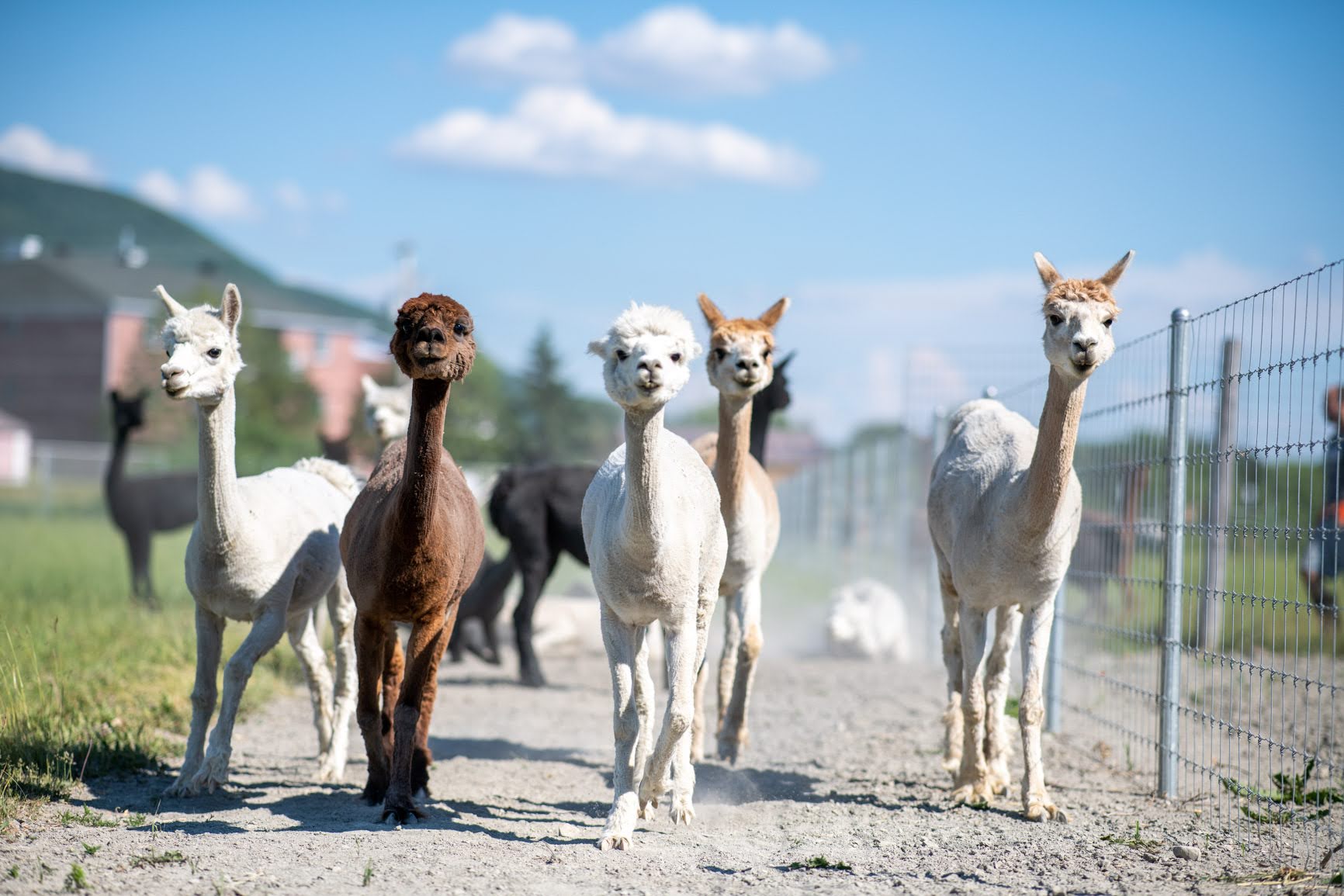 Doris courant sur le chemin de gravelle avec ses copines