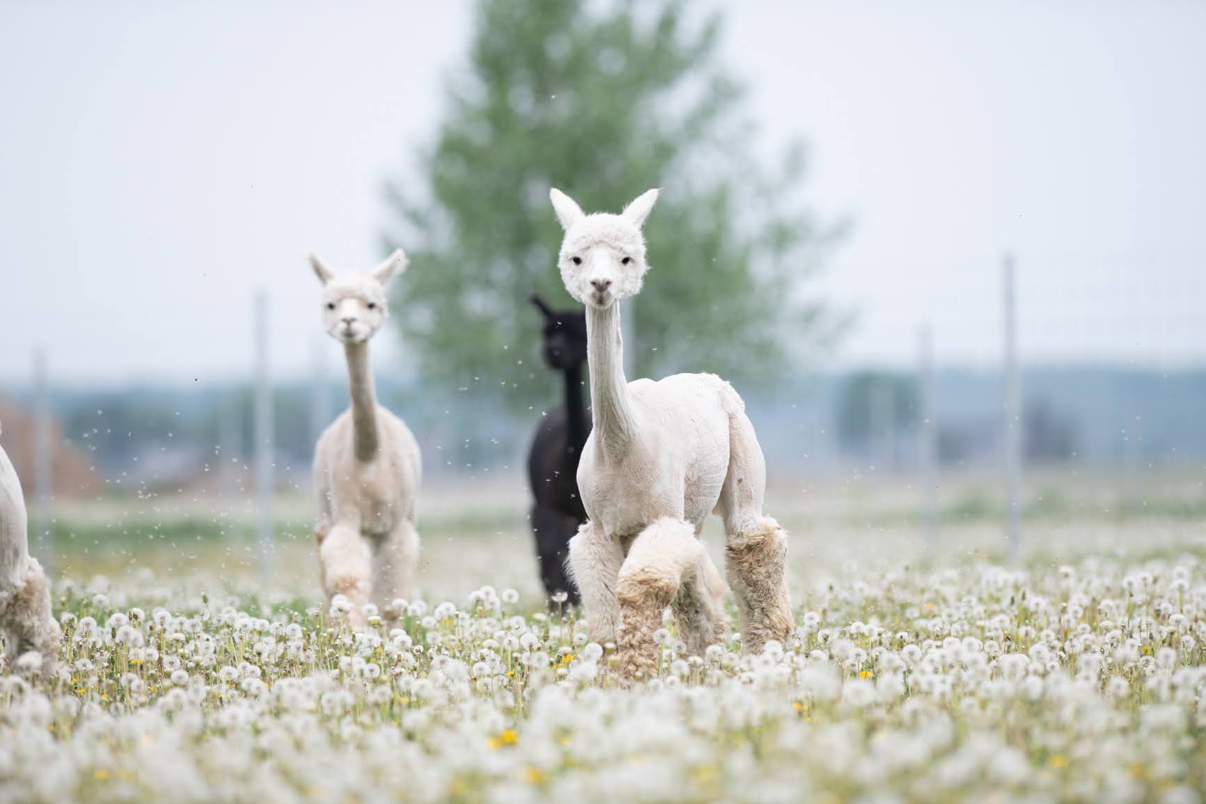 Doris dans une mer de pissenlit