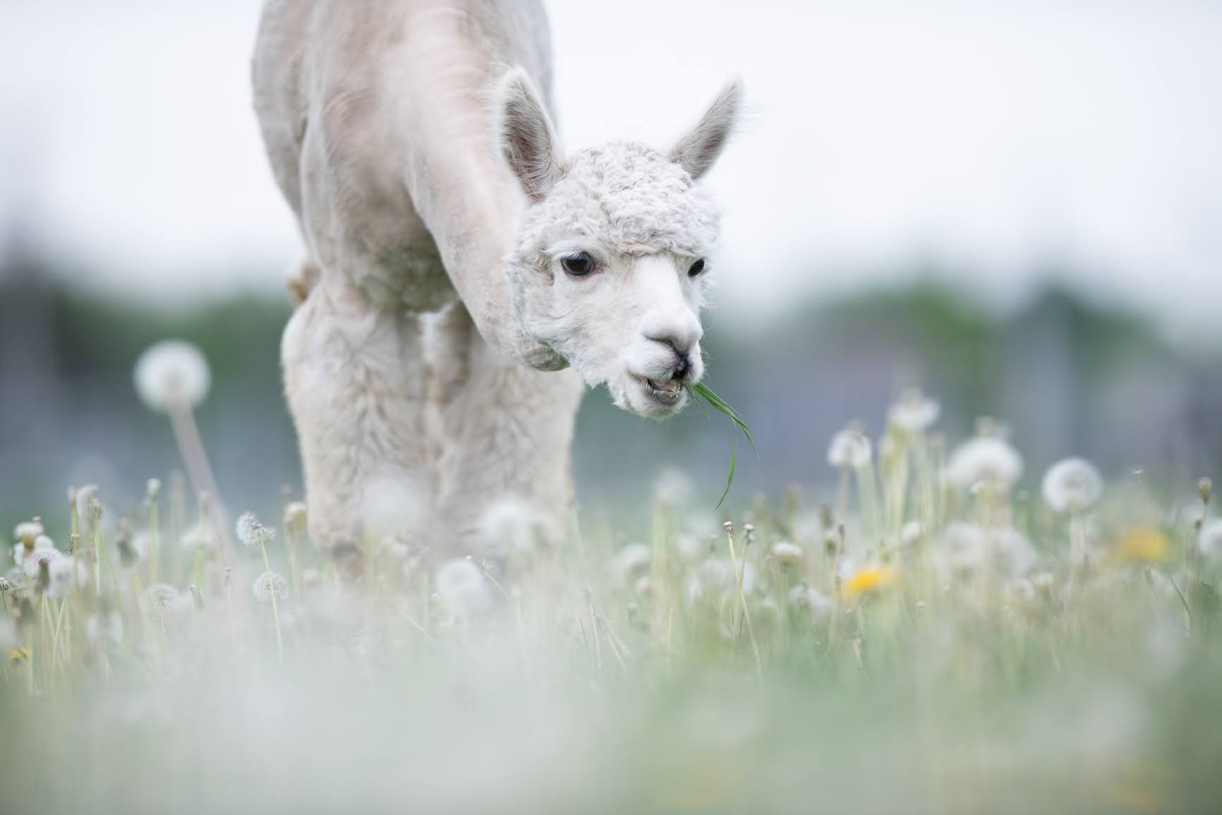 Gros plan sur Doris mangeant une bouchée d'herbe