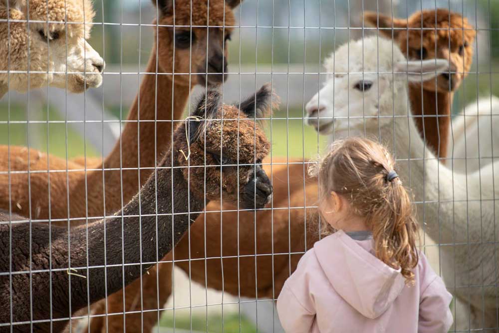 Petite fille de dos au champs avec les alpagas