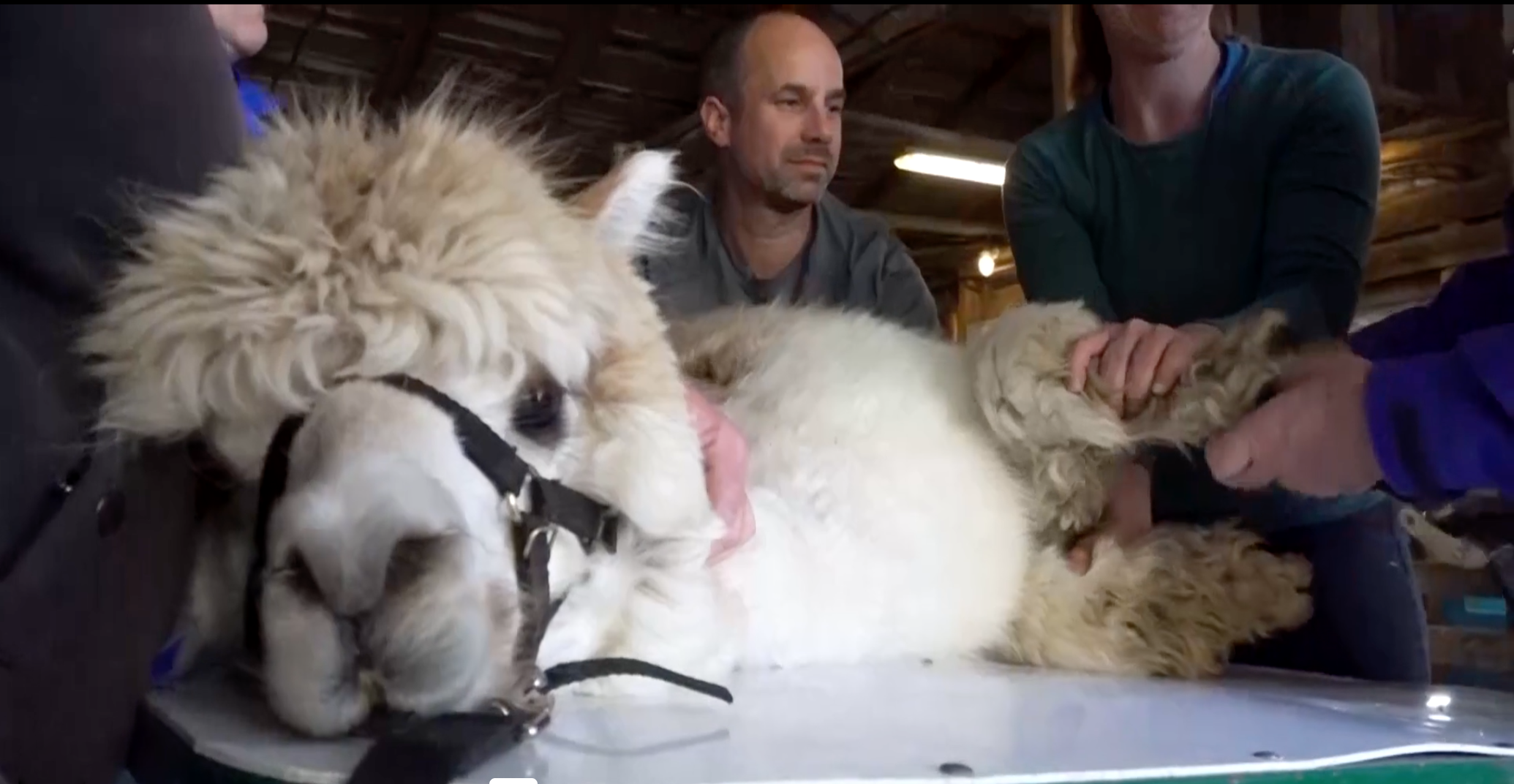 Famille en visite à la ferme entourée d’alpagas
