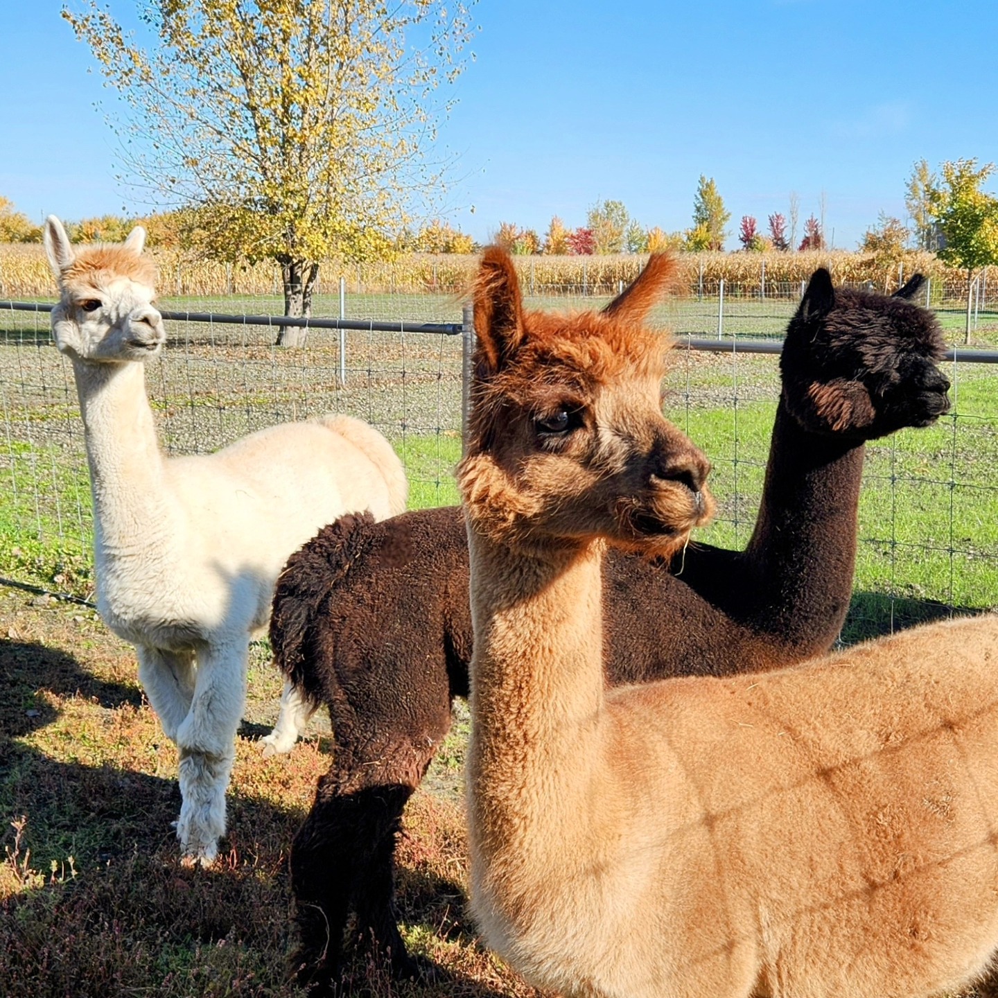 Amiral, Ron et Rocky