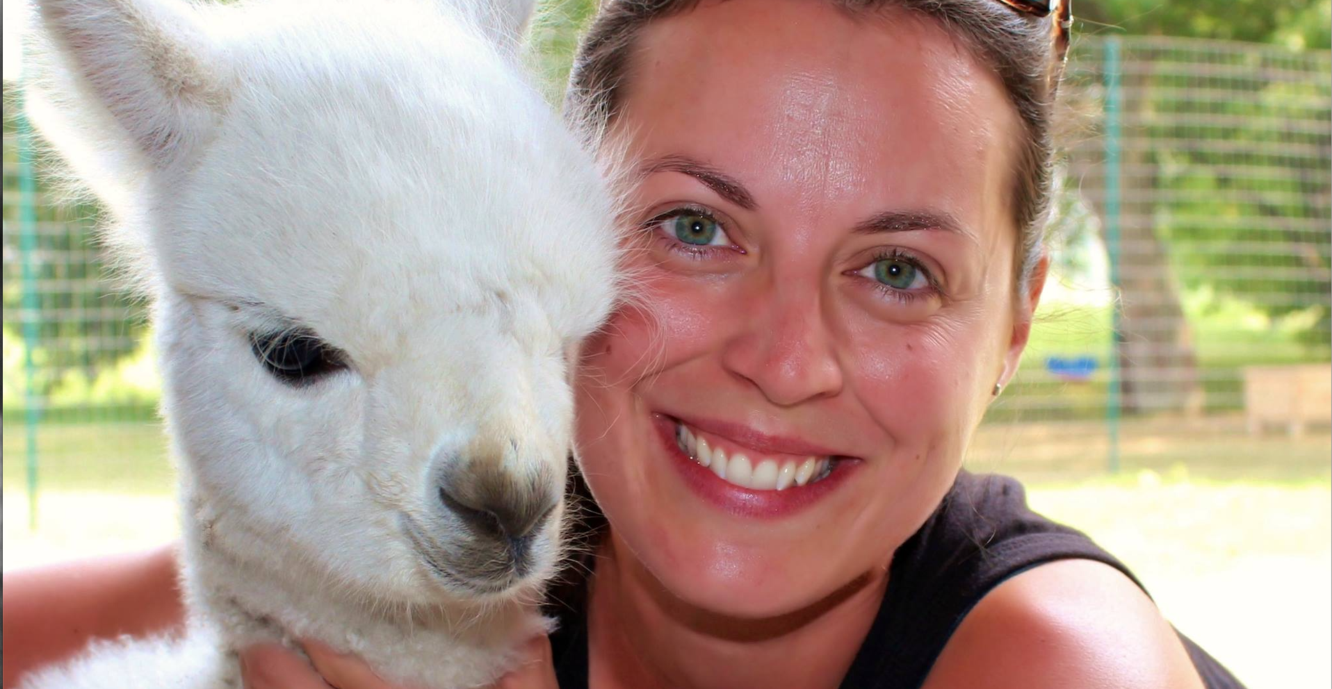 Gros plan sur la toison d’un alpaga