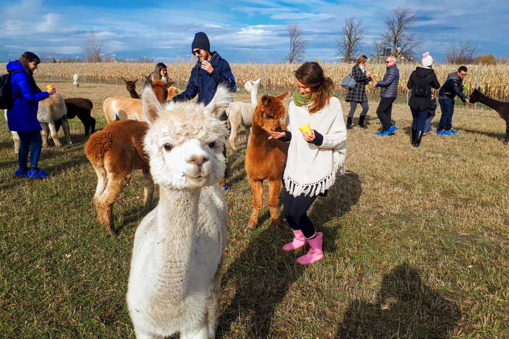 Visiteurs en visite guidée avec les alpagas