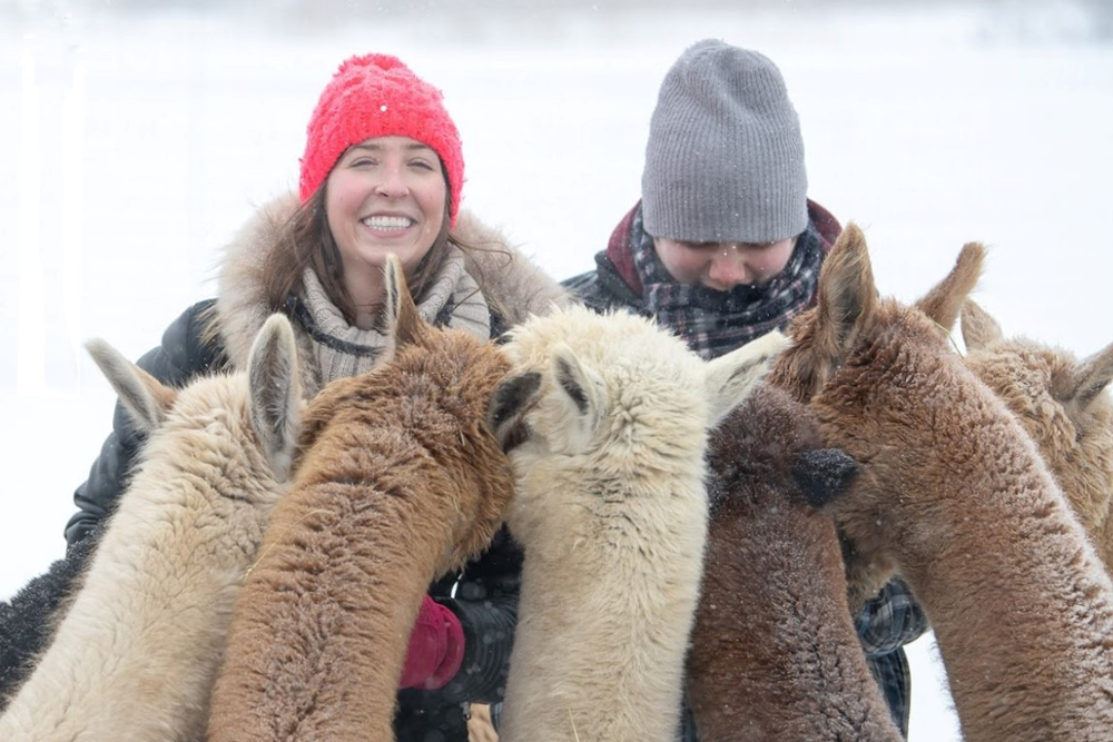 Gros plan sur un couple et les alpagas
