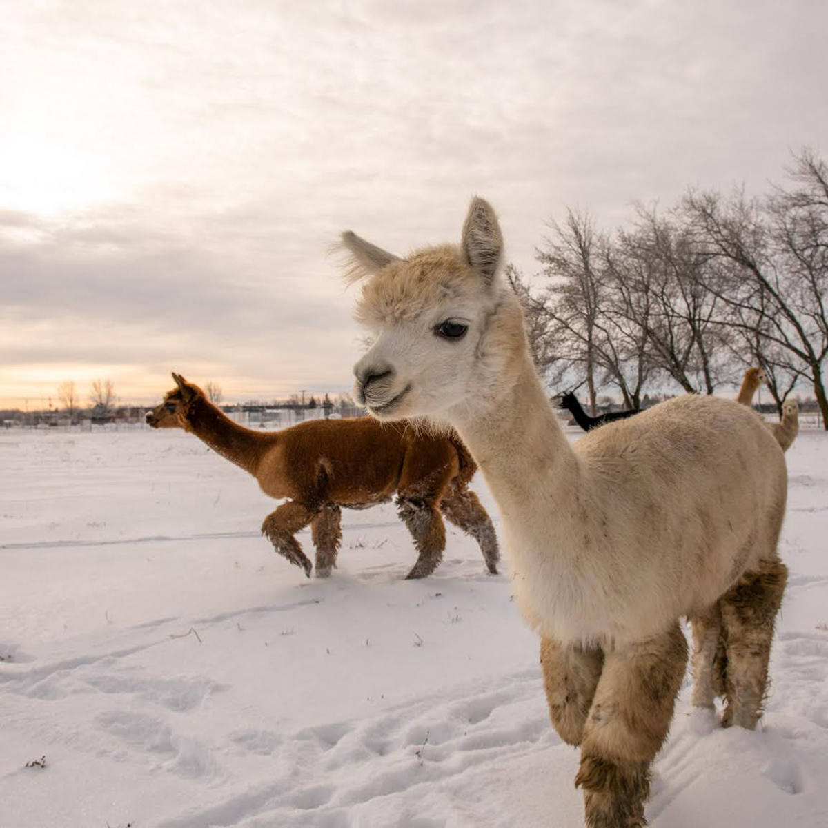 Groupe d'alpagas dans la neige