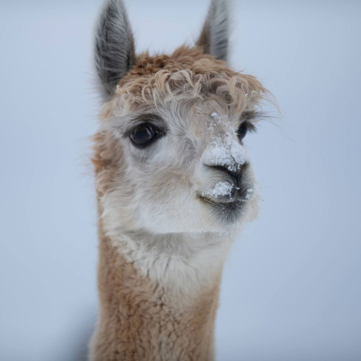Alpagas en hiver