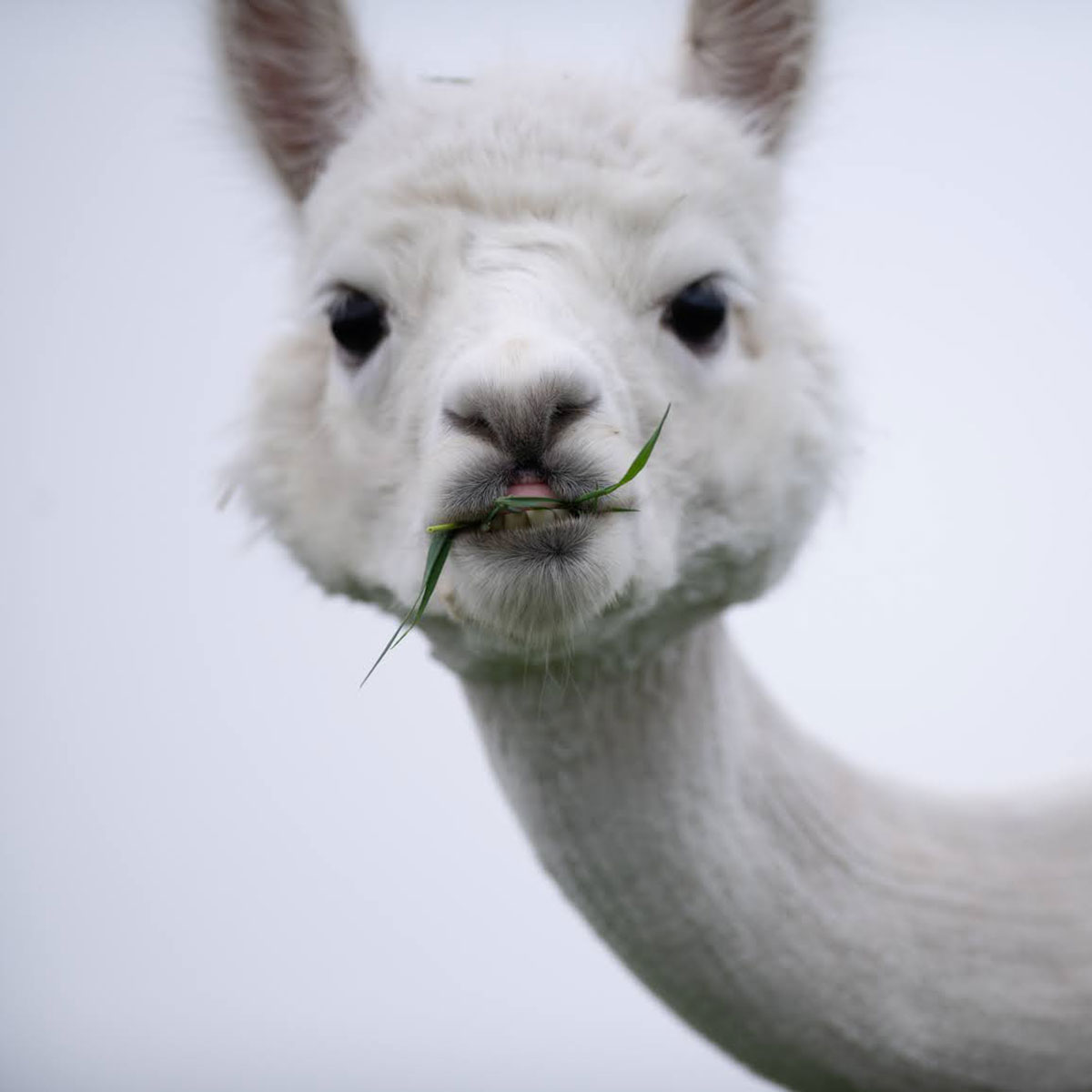 Portrait d'alpaga en hiver