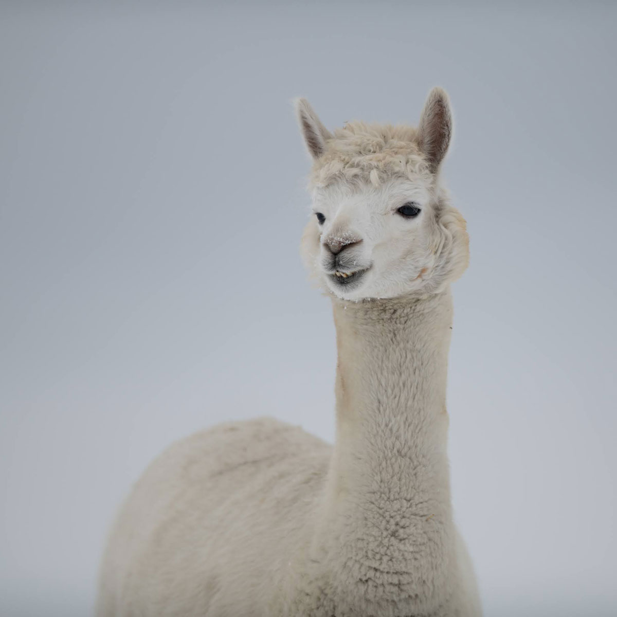 Groupe d'alpagas dans la neige
