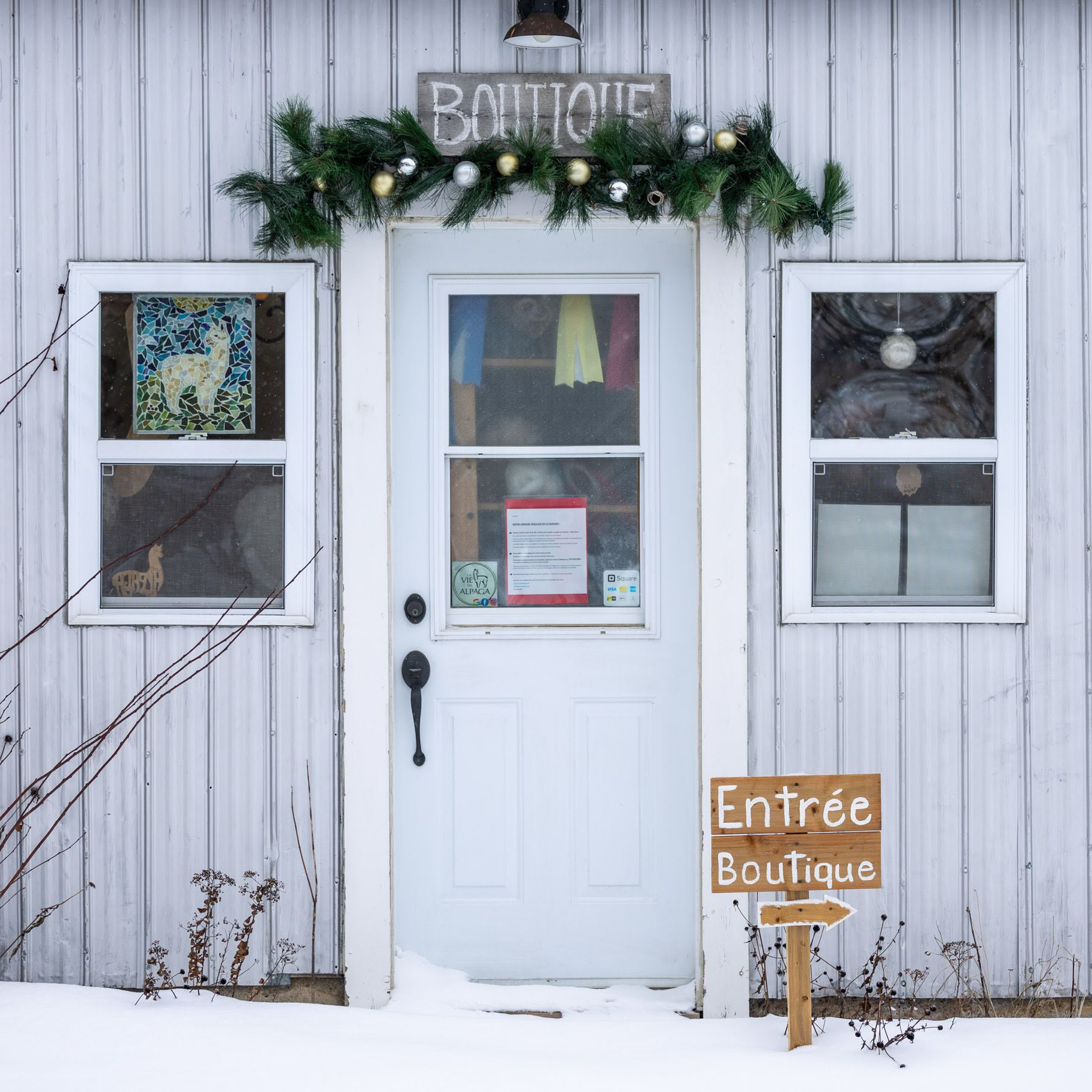Portrait d'alpaga en hiver